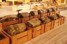 Tο Δάσος κάτω από τον Δρόμο