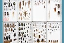 FFF5: Robert Zhao Renhui, The Nature Museum
