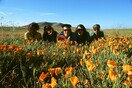 The Growlers