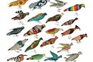 The birds of freedom