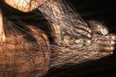 Χρυσή Αμανατιάδου, Mirror Neurons