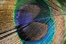 Simos Danalis-Dj Constantin-Dan Barow & Deshawn @ Peacock Club