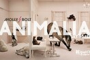 Molly Bolt: Animalia