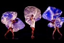 Momix, Dreamcatcher