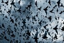 Batcave Party