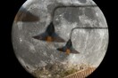 A Super super moon night