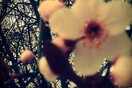 Dear Spring