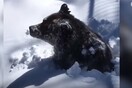 Η στιγμή που μια αρκούδα ξυπνά από τη χειμερία νάρκη