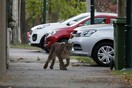 Πούμα περιπλανιόταν στους δρόμους του Σαντιάγο που άδειασαν λόγω κορωνοϊού