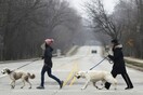 Κορωνοϊός: Κομμένες και οι βόλτες με τα σκυλιά στη Σερβία - Οργή για την απόφαση