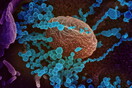 Επιστήμονες: Καμία συσχέτιση μεταξύ κορωνοϊού και ιού Δυτικού Νείλου