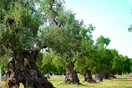 Οι ελιές στη Μεσόγειo χτυπήθηκαν από θανάσιμη ασθένεια - Απειλή και για την Ελλάδα