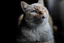 Κορωνοϊός: Δύο γάτες στη Νέα Υόρκη βρέθηκαν θετικές - Τι λένε οι ειδικοί