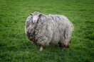 Επέστρεψε ένα τεράστιο πρόβατο που είχε χαθεί πριν 7 χρόνια στις φωτιές της Τασμανίας