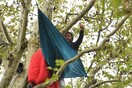 Βρετανία: Έξι εβδομάδες καραντίνα πάνω σε αιωνόβια δέντρα - Για να μην τα κόψουν