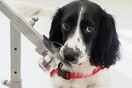 Οι σκύλοι «οσφρίζονται» έγκαιρα τον καρκίνο