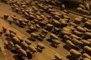 Εκατοντάδες πρόβατα «εισέβαλαν» στη Σαμψούντα - Εν μέσω lockdown