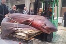 «Έγκλημα στην Καβάλα» - Αντιδράσεις για τον καρχαρία «προσκυνητή» που σκότωσαν ψαράδες