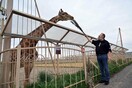 Ζωολογικός κήπος ζητά χρήματα να φροντίσει τα ζώα: «Είχαν συνηθίσει τον κόσμο και νιώθουν μοναξιά»