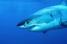 ΗΠΑ: Νεκρός σέρφερ από επίθεση καρχαρία