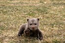 Αρκούδα εντοπίστηκε με το μικρό της έξω από την Κοζάνη - Συστάσεις για ηλεκτροφόρα περίφραξη γύρω από μελίσσια