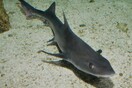 Μικρός καρχαρίας βγήκε στα ρηχά παραλίας του Κορινθιακού Κόλπου