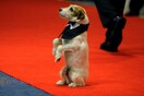 Uggie: Το τεριέ της ταινίας «The Artist» βραβεύτηκε από το Φεστιβάλ των Καννών - «Καλύτερη σκυλίσια ερμηνεία»