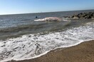 Βρετανία: Νεκρή φάλαινα 12 μέτρων ξεβράστηκε στο Έσεξ