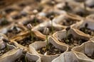 Αιγίλοπας: Για να αρχίσουν να καλλιεργούνται ξανά οι ντόπιες ποικιλίες φρούτων, λαχανικών και σιτηρών