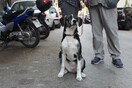 Ο καλύτερός μου φίλος: Γιώργος- Ίκαρος, Μαρίλη & Λύκη (άνθρωποι + σκύλος)
