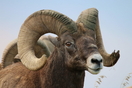 Το κυνήγι αγριοπρόβατου του υιού Τραμπ στη Μογγολία στοίχισε 75.000 δολ. στους φορολογούμενους