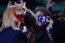 A Street Cat Named Bob: Πέθανε ο αδέσποτος γάτος που ενέπνευσε το διάσημο βιβλίο