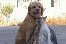 Φωτιά έβαλε στο Διαδίκτυο το νοµοσχέδιο για τα ζώα