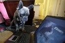 Το Dog TV θα προβάλεται σε όλη την Αμερική