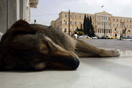 Πέθανε ένα από τα πιο αγαπητά αδέσποτα του Συντάγματος