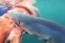 Βρέθηκε νεκρό γιγάντιο καλαμάρι στις ακτές της Νέας Νότιας Ουαλίας