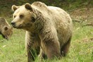 Πέθανε η πιο διάσημη αρκούδα του Αρκτούρου - Είχε το παρατσούκλι «δραπέτης»