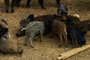 Μέτρα για τα αγριογούρουνα στη Θεσσαλονίκη- Δίνεται για πρώτη φορά άδεια στους κυνηγούς να σκοτώνουν 10