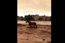 Βίντεο από τη Μάνδρα δείχνει άλογο να προσπαθεί να γλιτώσει από το χείμαρρο - Έκκληση για τα αδέσποτα