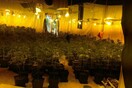 Εξαρθρώθηκε σπείρα που καλλιεργούσε κάνναβη αξίας 4 εκ. ευρώ σε βίλες στο Νέο Βουτζά