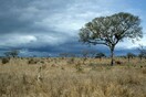 Η σαβάνα μπορεί να γίνει δάσος έως το 2100