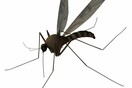 Οργάνωση προγράμματος καταπολέμησης κουνουπιών για το 2013