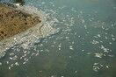 Χιλιάδες νεκρά ψάρια επιπλέουν στον Κερκινίτη ποταμό