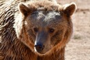 Επέκταση των ηλεκτροφόρων συρμάτων ζητά ο «Αρκτούρος» για λιγότερα τροχαία με θύματα αρκούδες