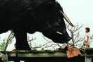 Τα Μυθικά Πλάσματα του Νότου (Beasts of the Southern Wild)
