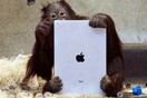 Ουρακοτάγκοι μαθαίνουν να χρησιμοποιούν iPad