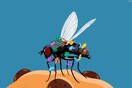 Επιστήμονες προειδοποιούν: Μην καταναλώνετε ποτέ το φαγητό στο οποίο ακούμπησε μύγα