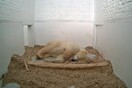 Πέθανε το πολικό αρκουδάκι του ζωολογικού κήπου του Βερολίνου