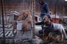 Ρώσος δισεκατομμυριούχος ξεκινάει εκστρατεία για να γλιτώσει τα αδέσποτα του Σότσι