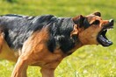 Λύσσα σε σκύλο και 5 αλεπούδες στο Ν. Θεσσαλονίκης